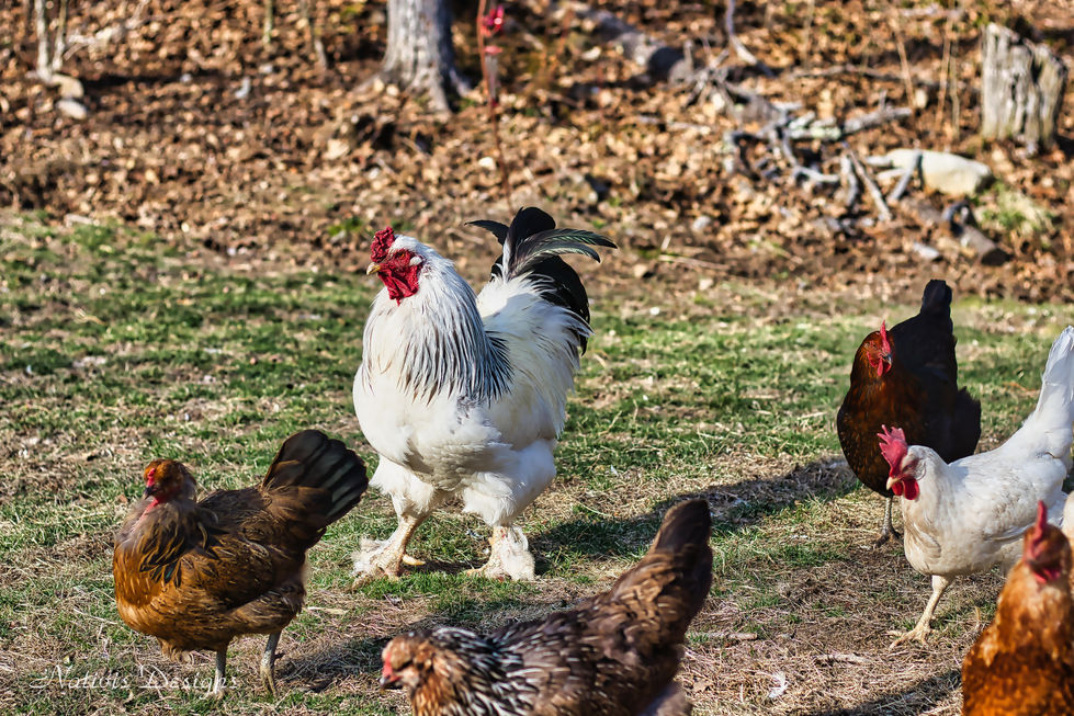 Chickens roaming the green grasses of spring in search of delicacy bugs