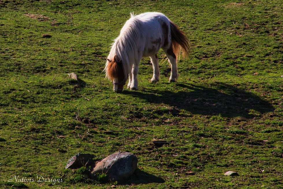 white and brown pony grazing on the sweet spring grass of the pasture