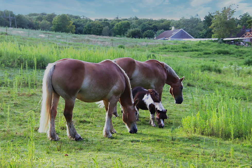 Picturesque landscape with rolling hills Belgian horses and a pony. Surrounded by lush green pastures and rolling hills.