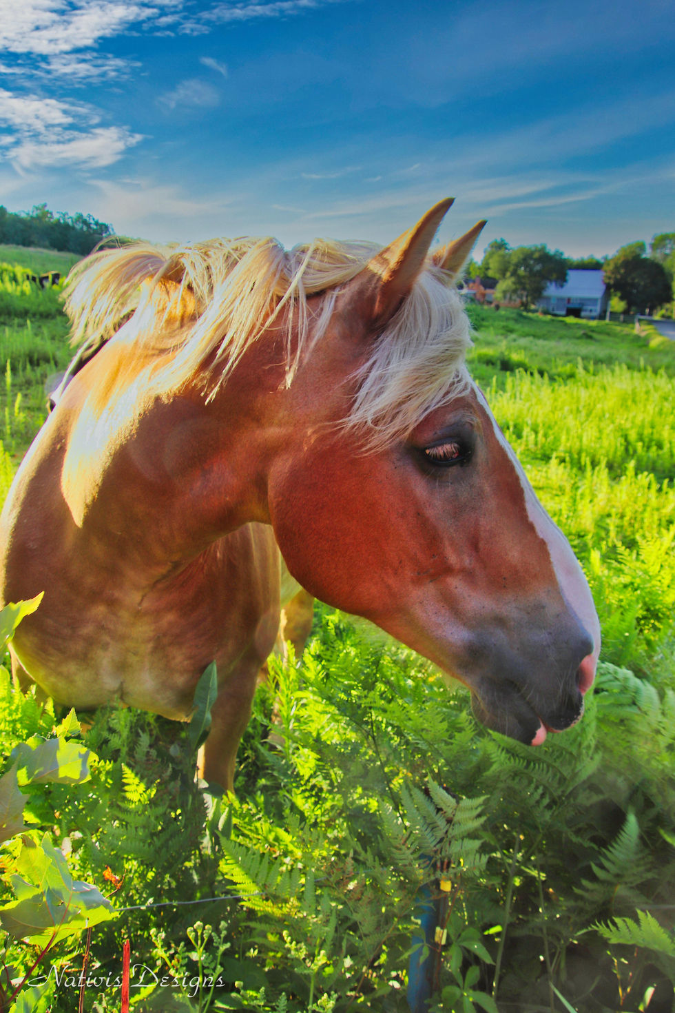 Shy Belgian under the blue skies and green fields of the pasture on Belgian Meadows farm