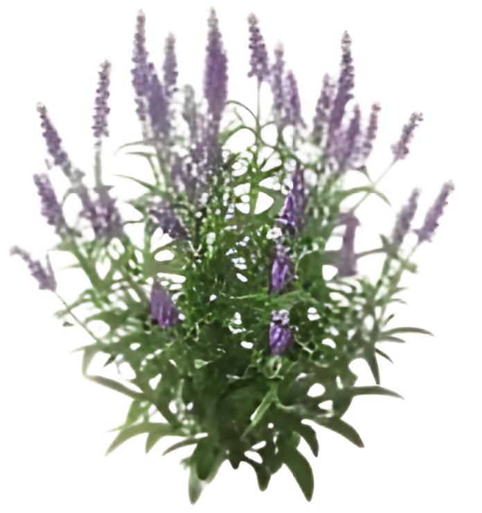 Purple_Flower_1.png