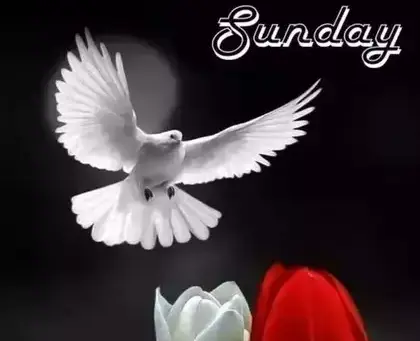 Good Sunday Morning, PAPA!