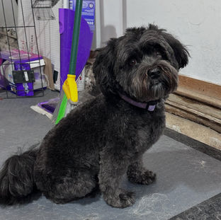 A black shihtzu with a cute cut
