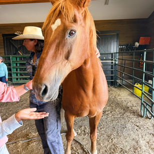 A Unique Equine Therapy Session