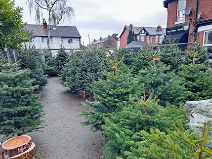 Paul's Christmas Trees - Our Shop