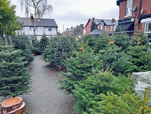 Paul's Christmas Trees - Our Shop