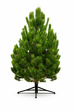 Scotts Pine_edited_edited.png