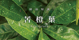 Petitgrain 苦橙叶 Citrus aurantium
