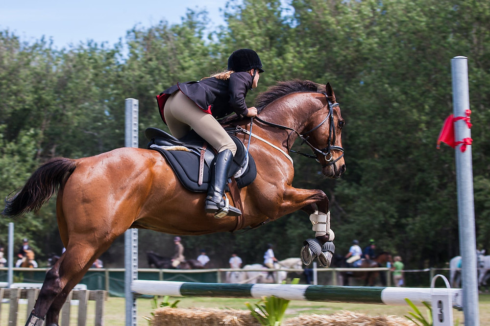 riding horse