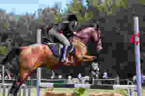 riding horse