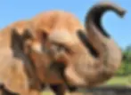 Mulher invade recinto do elefante Chocolate no Zoológico de Brasília e mobiliza equipe de segurança