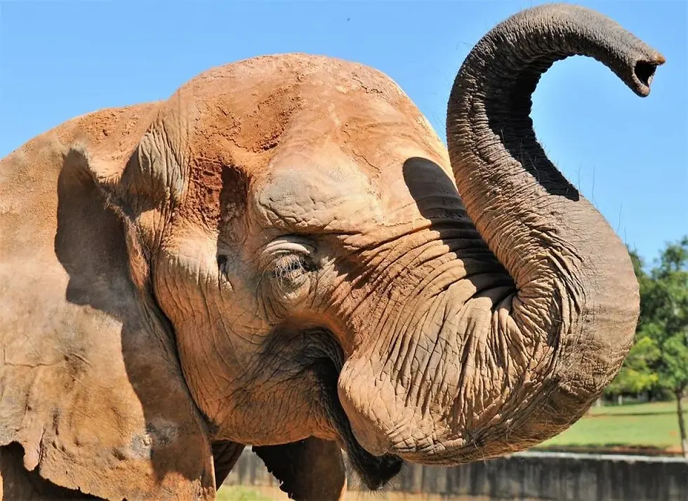 Mulher invade recinto do elefante Chocolate no Zoológico de Brasília e mobiliza equipe de segurança