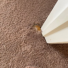 Carpet Repair from Cat scratch in Phoenixville