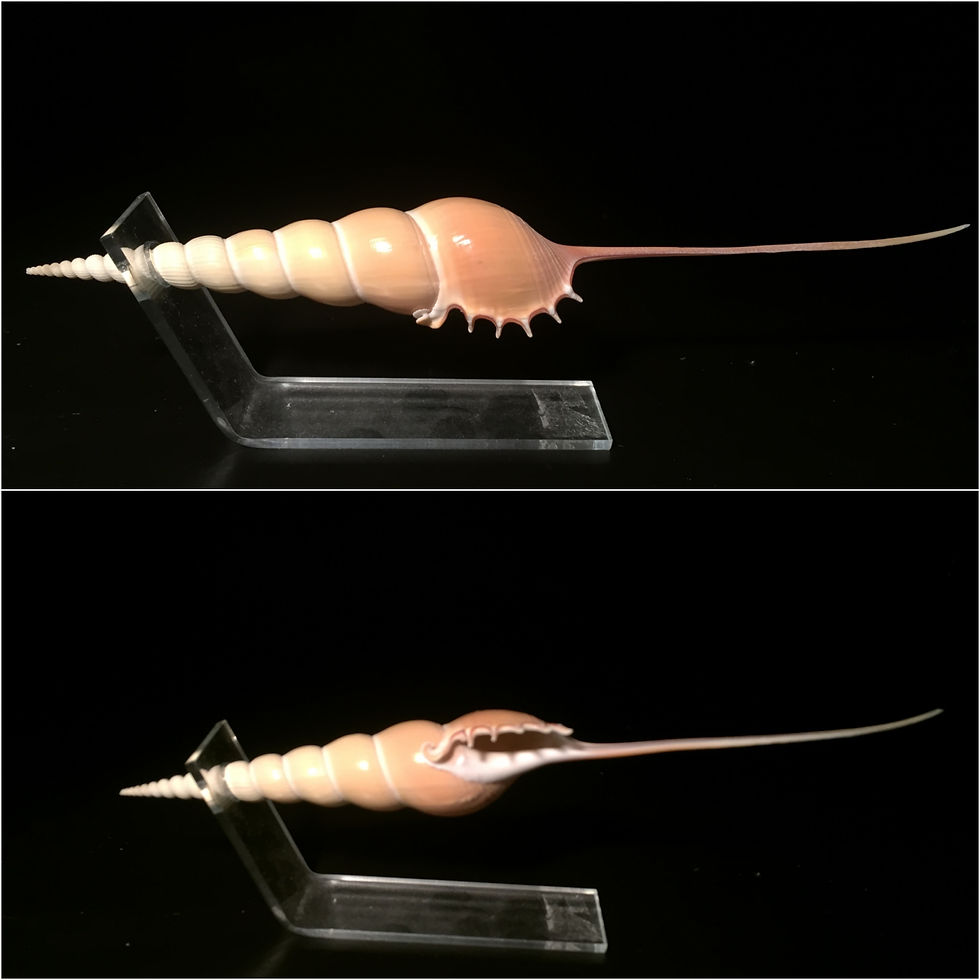 Tibia fusus Fusus (21.5cm)