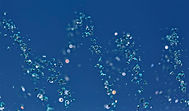 Water Droplets Close-Up