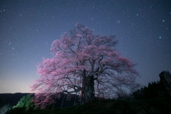 醍醐桜（Daigo Cherry Blossom）