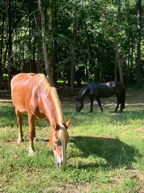 Two horses grazing in a grassy field