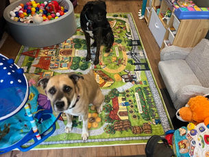 How We Prepared Our Pets for Bringing Home Our Only Baby