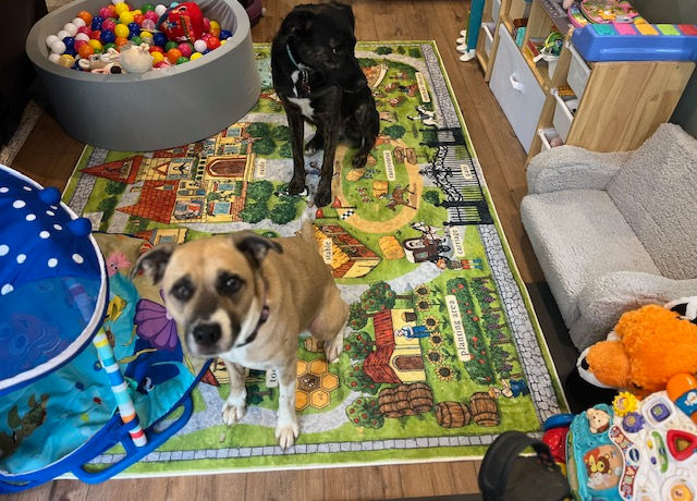 Two dogs on a playmat with toys and a ball pit