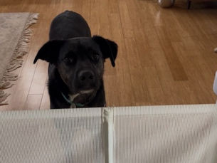 How to Keep Dogs Out of Baby Toys and Diapers (Farm Edition)