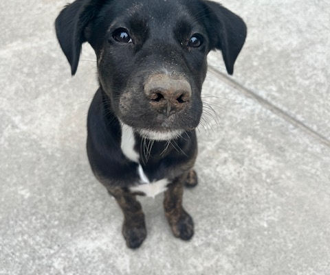 Living With Dogs (and Their Hair): The House Must‑Haves That Saved My Sanity