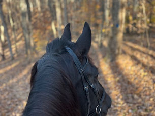 Mom Life Meets Horse Life: My No‑Stress Horse Trailer Essentials for Quick Rides
