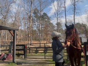 From Mouthy to Mindful: Boredom Busters and First Training Steps for a Young Horse