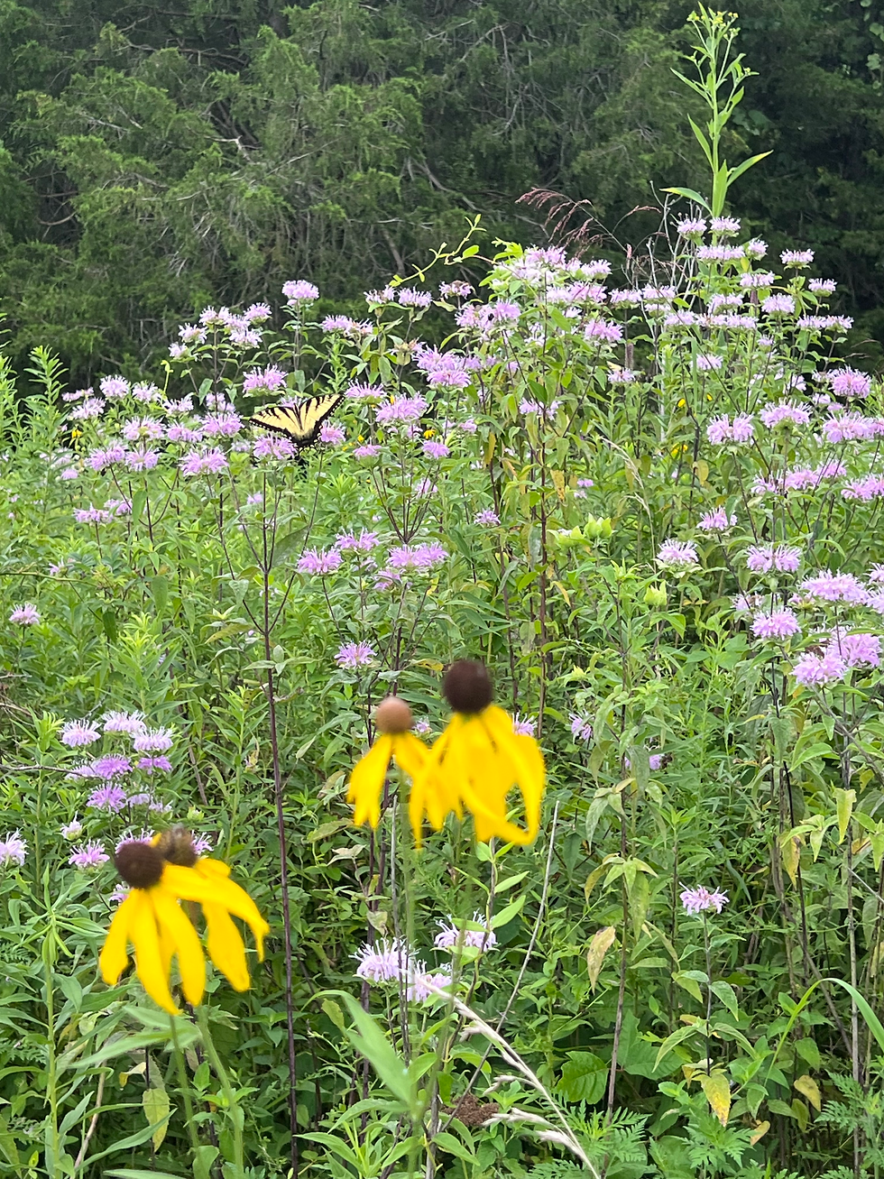 Thumbnail: Wild Bergamot (Monarda fistulosa)