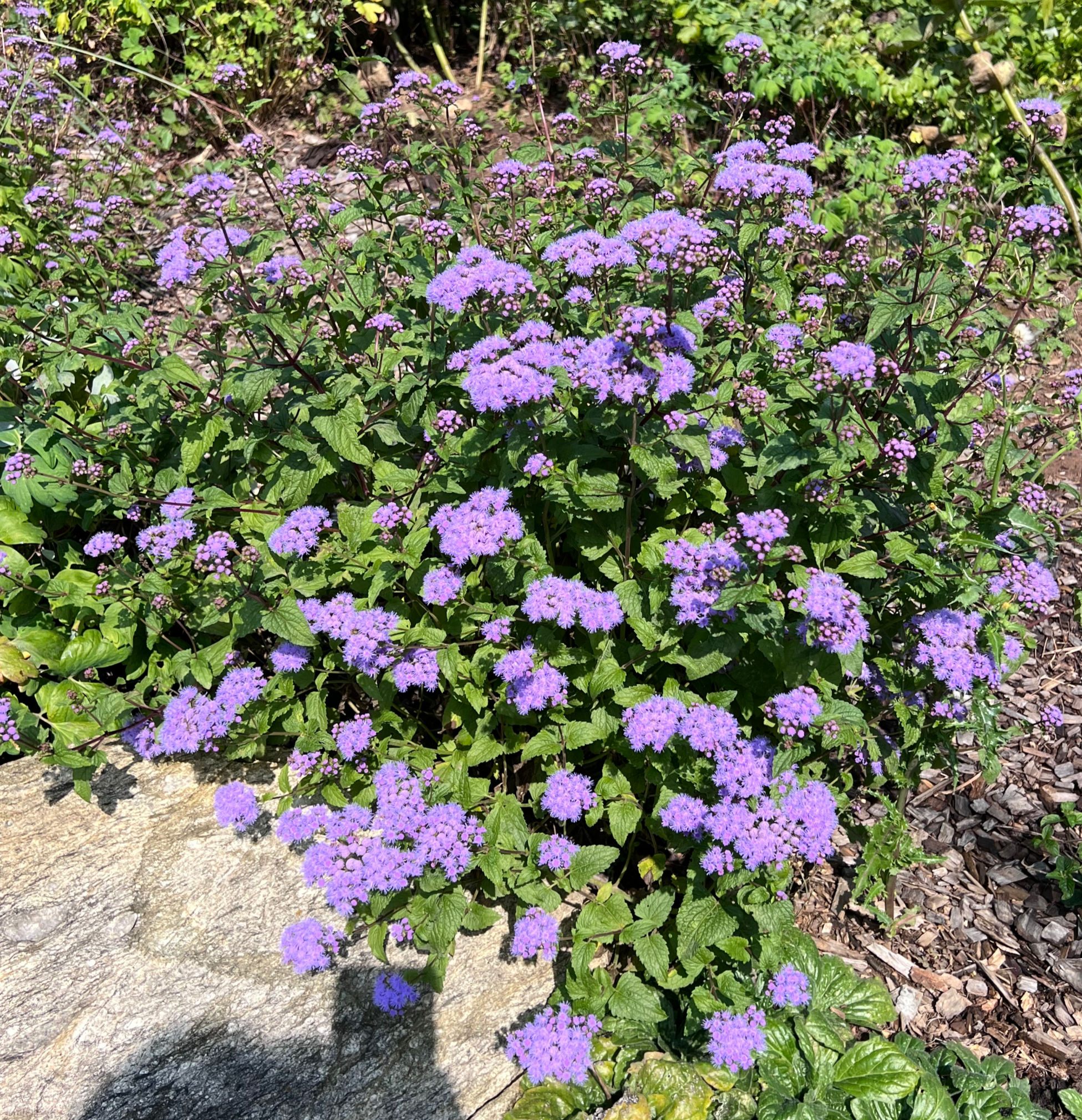Mistflower (Conoclinium coelestinum)