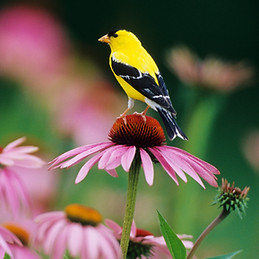 American Goldfinch (Carduelis tristis) male on Purple Coneflower (Echinacea purpurea)