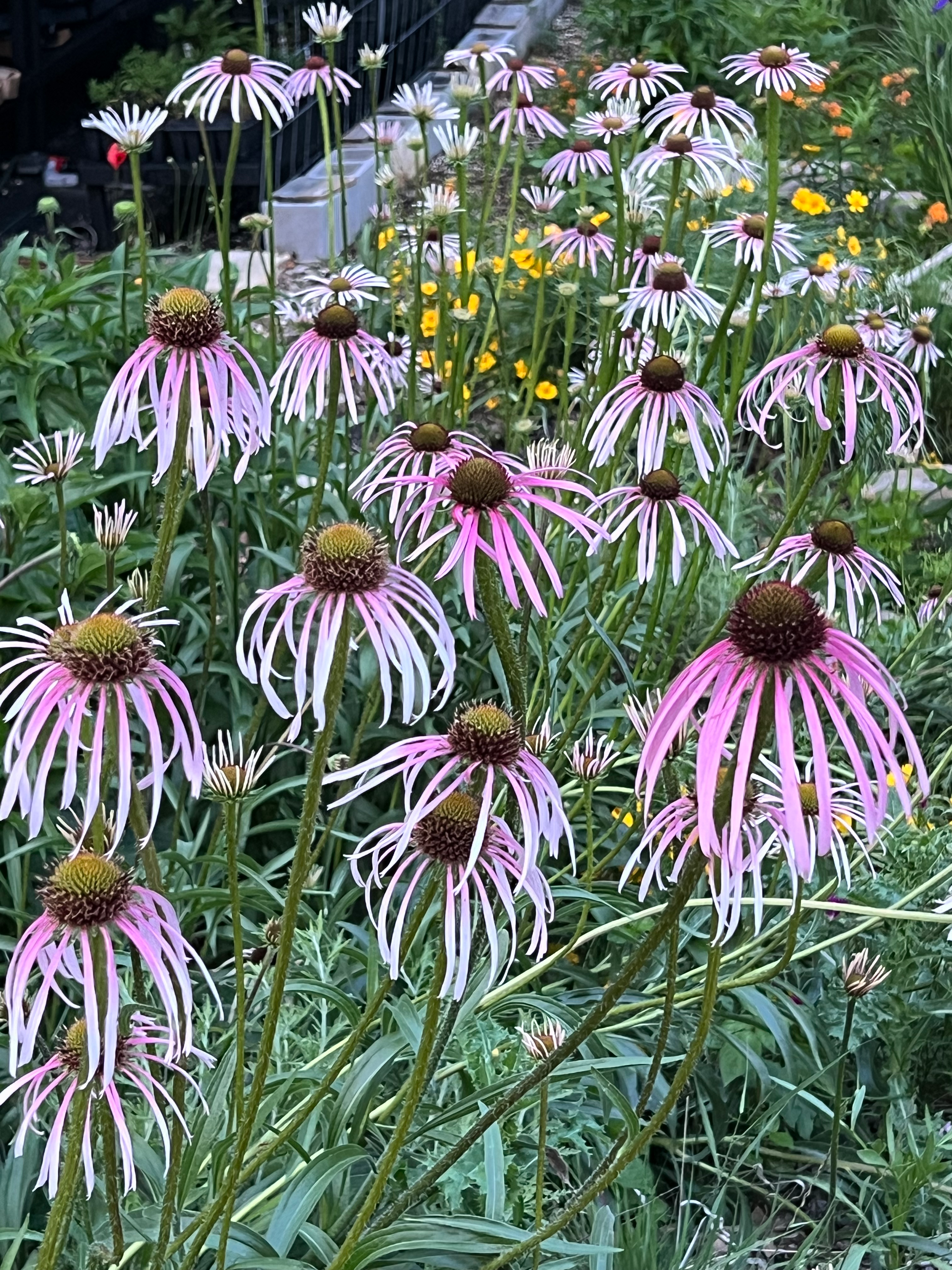 Pale Purple Coneflower (Echinacea pallida)