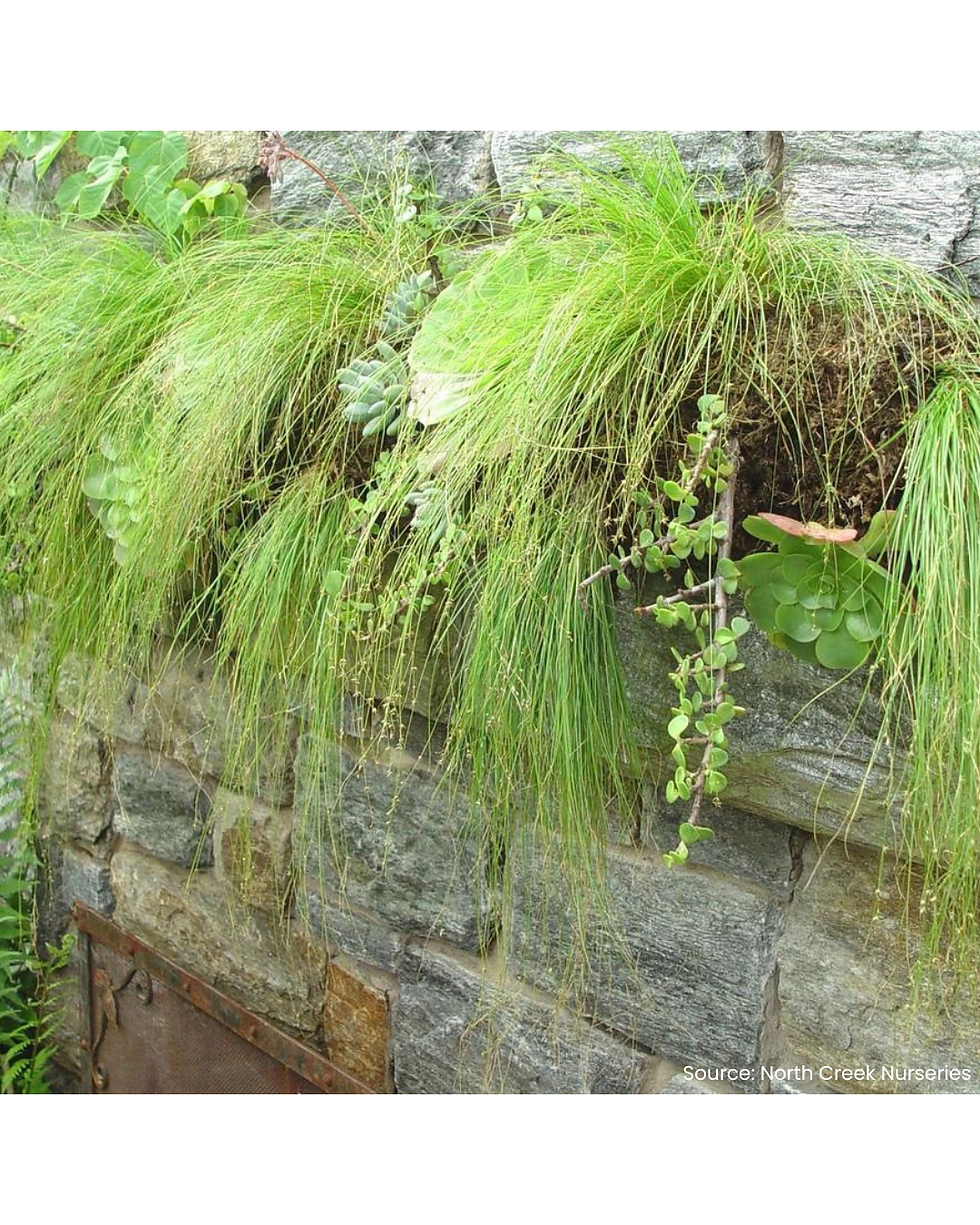 Thumbnail: Appalachian Sedge (Carex appalachica)