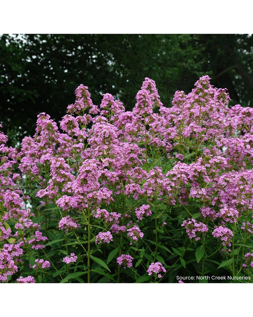 Thumbnail: Garden Phlox 'Jeana' (Phlox paniculata 'Jeana')