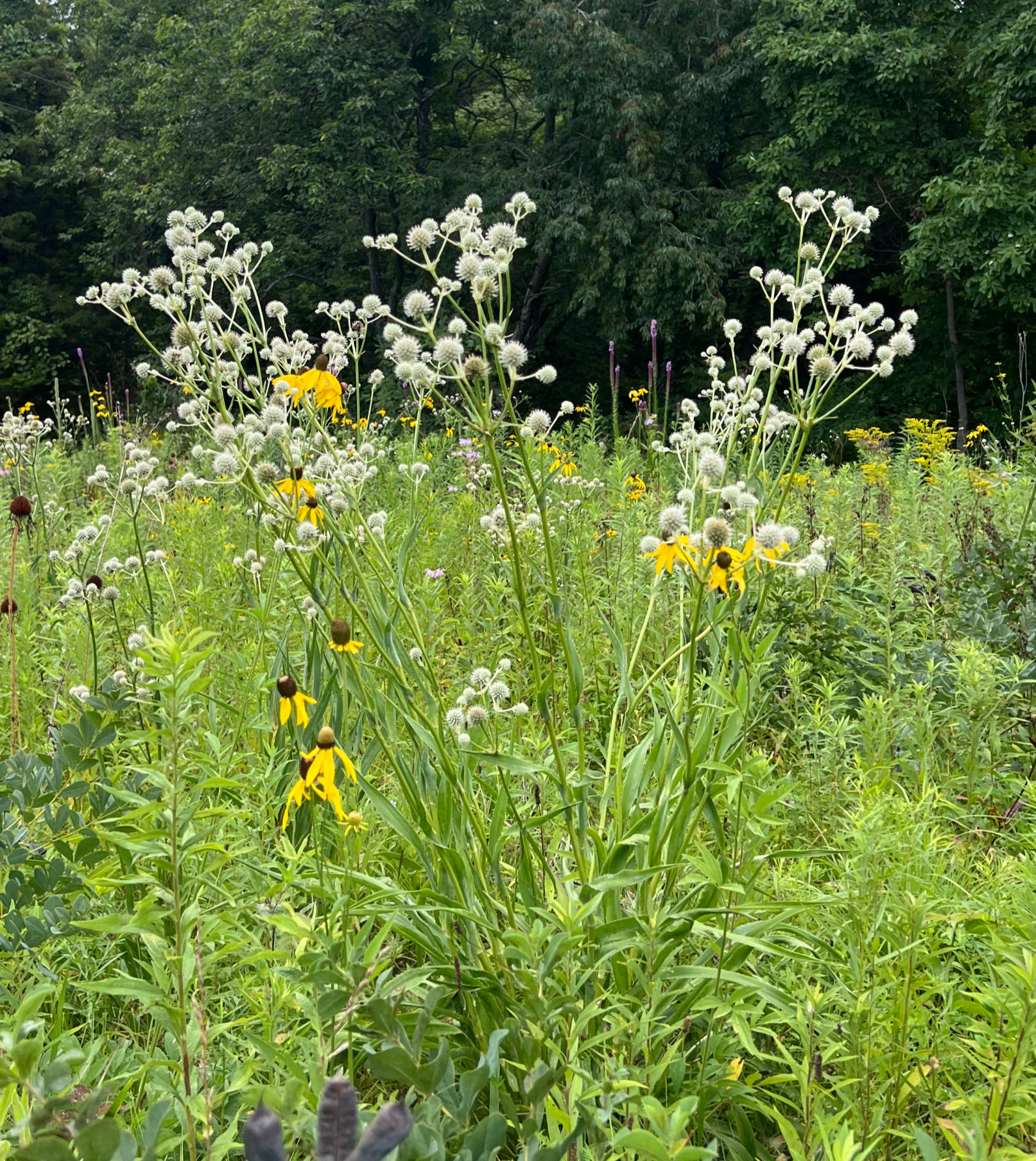 Rattlesnake Master (Eryngium yuccifolium)