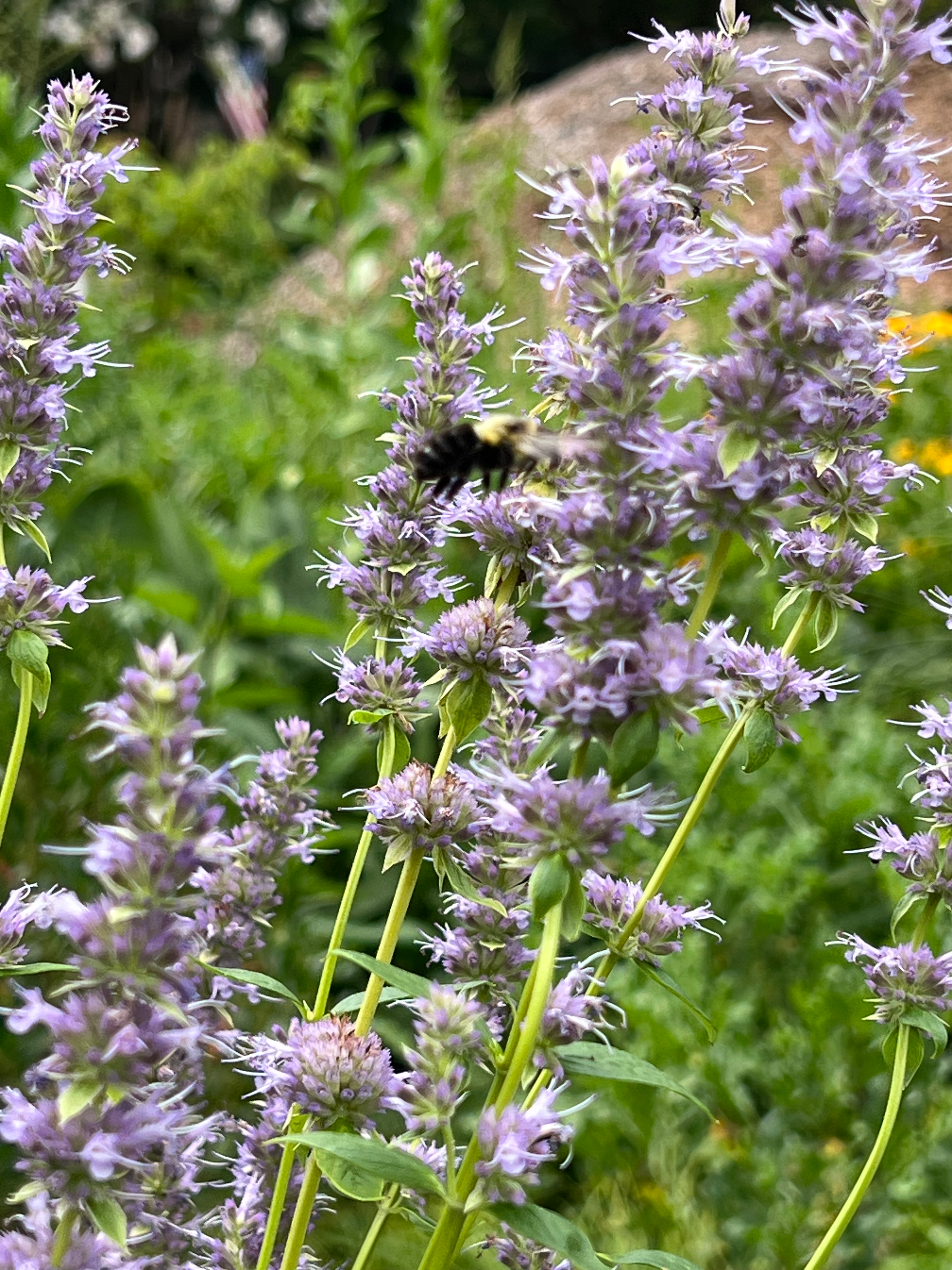 Anise Hyssop (Agastache foeniculum)