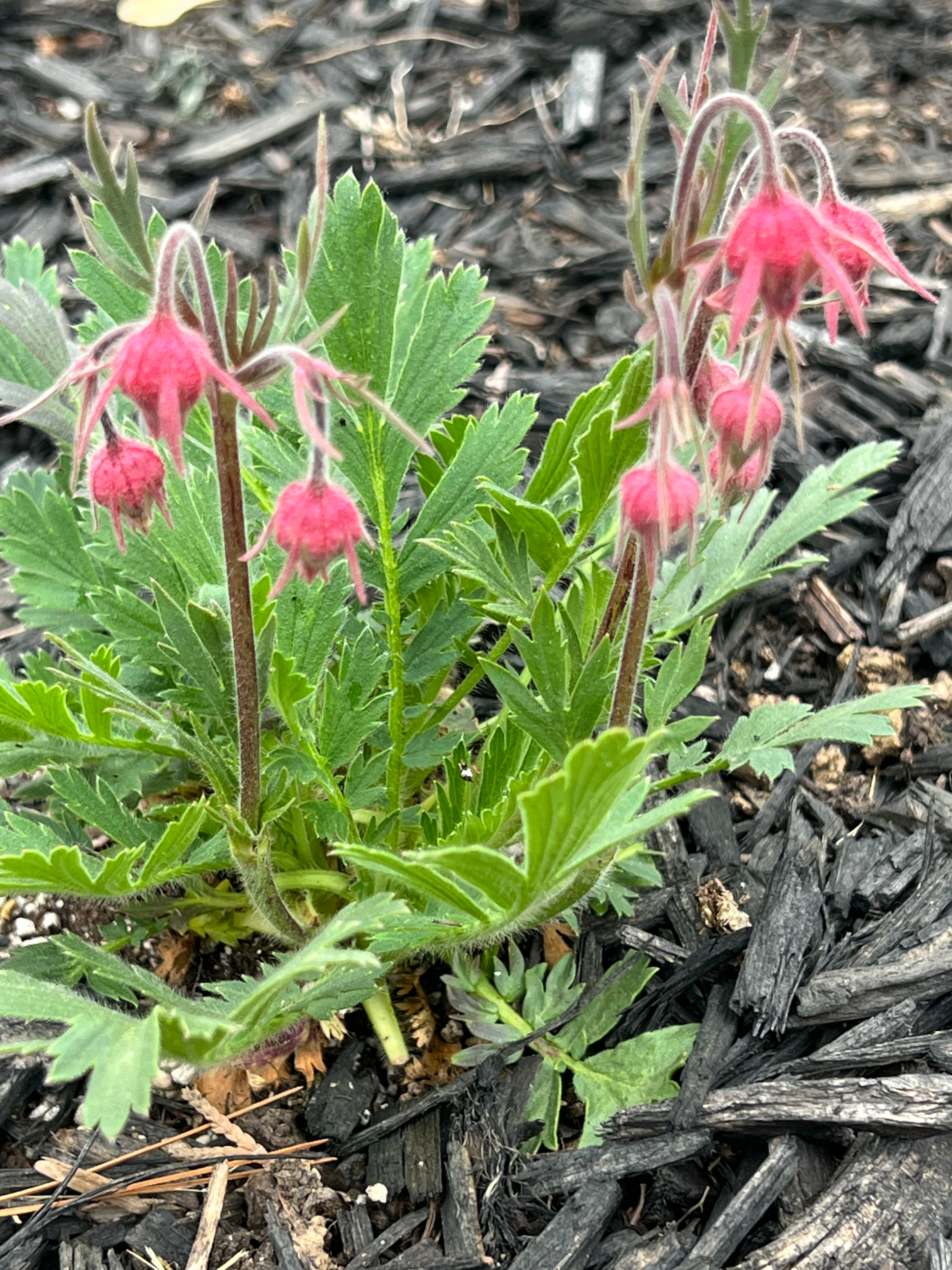 Prairie Smoke (Geum triflorum)