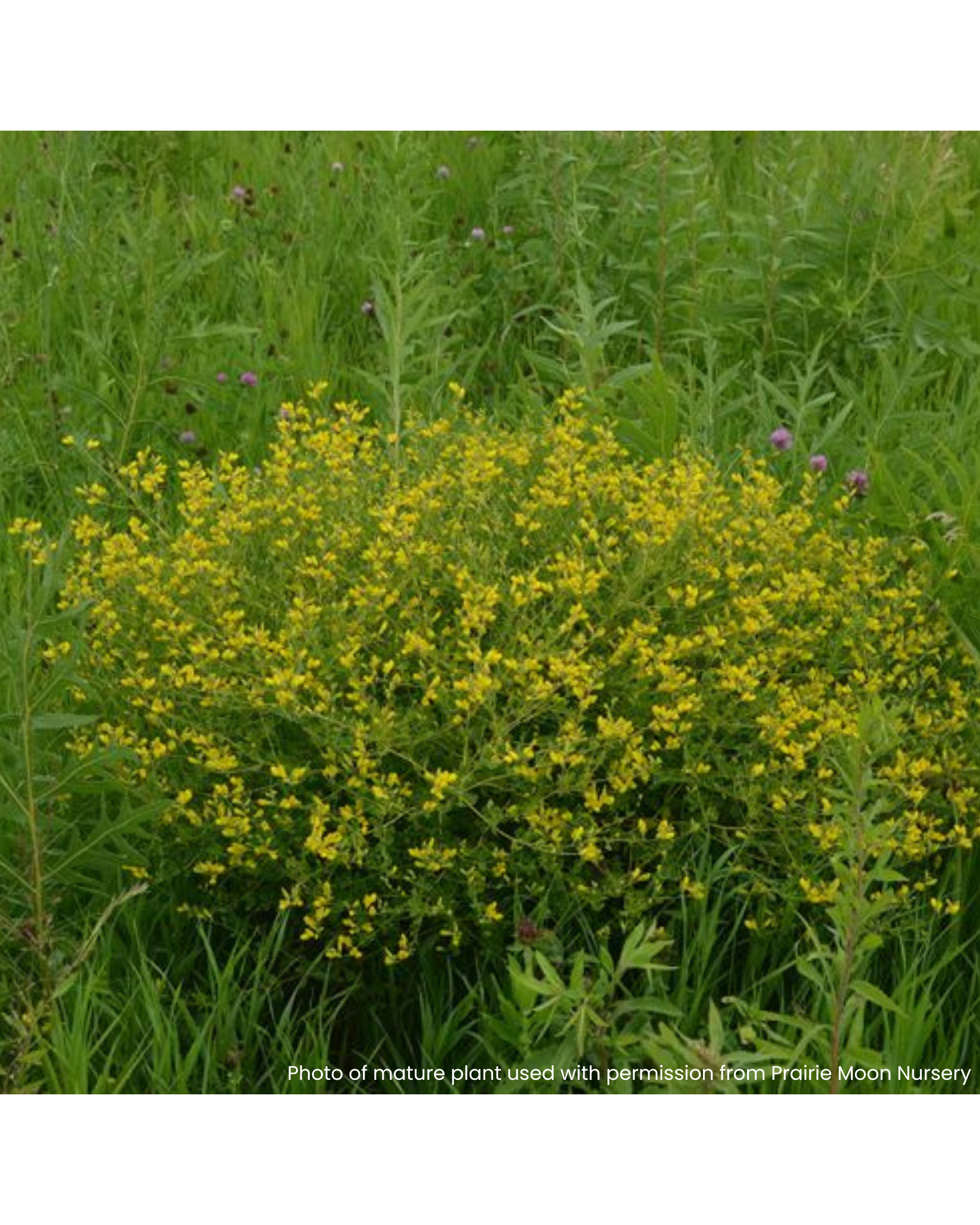 Small Yellow Wild Indigo (Baptisia tinctoria)