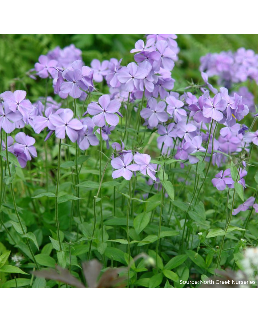 Blue Woodland Phlox (Phlox divaricata)