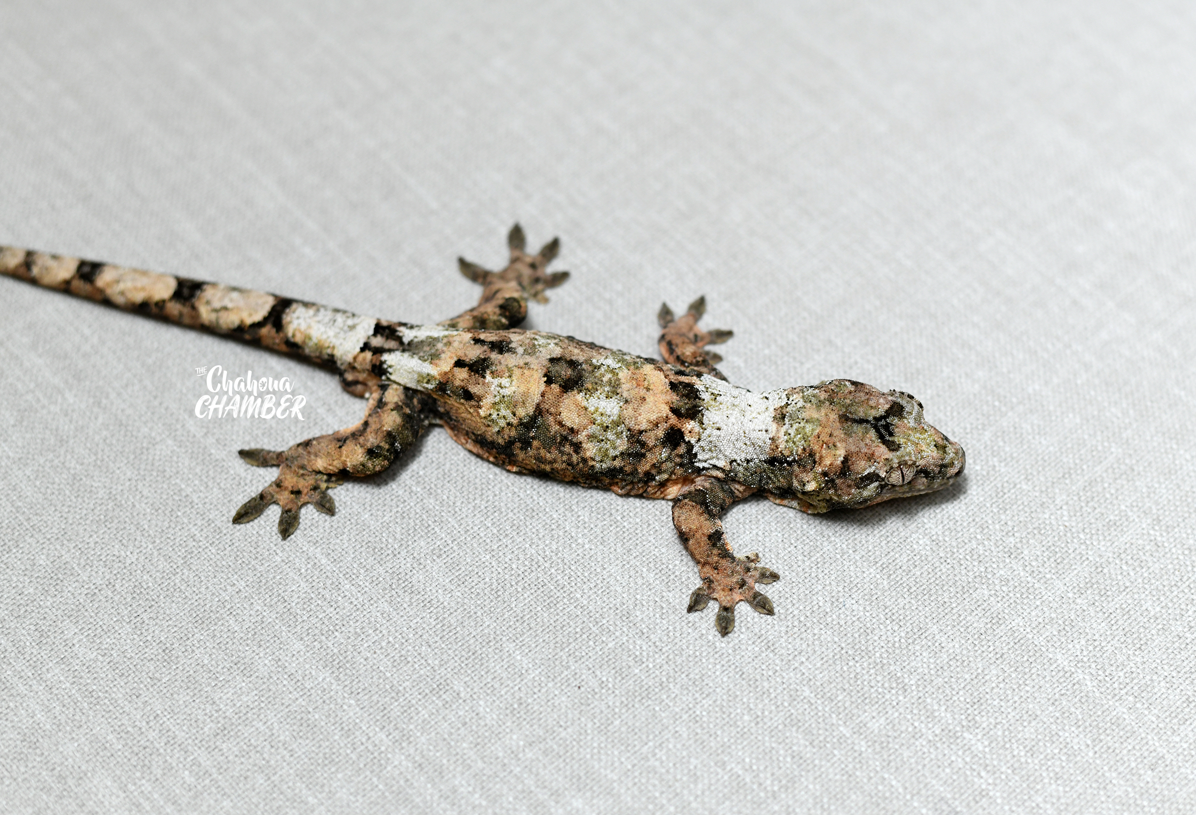 Male: White Collar Pine Island Chahoua