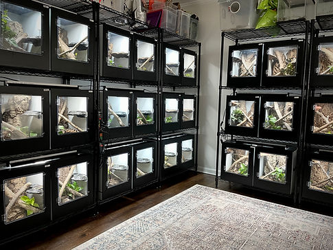 Chahoua Gecko Cages