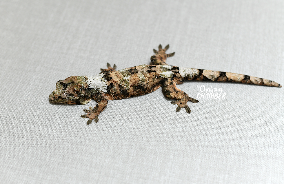 Thumbnail: Male: White Collar Pine Island Chahoua