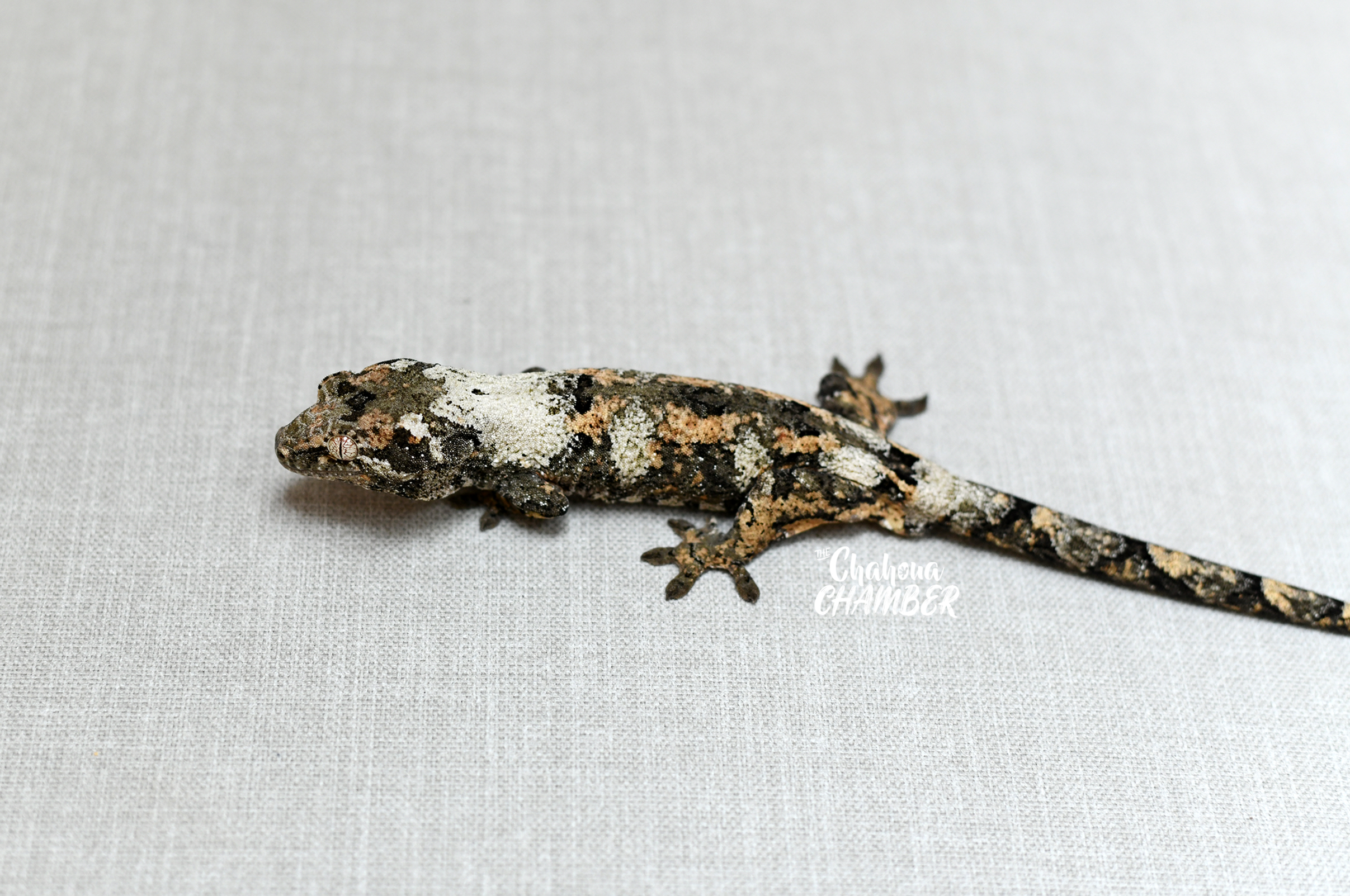Male: High White Pine Island Chahoua - White Trash Group Offspring