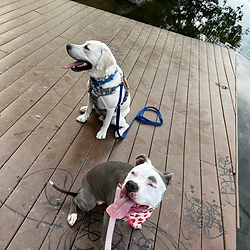 Two dogs sitting on a wooden dock by the water.