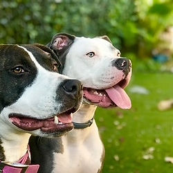 Two pit bulls side-by-side outdoors for the Good Dog Blueprint.