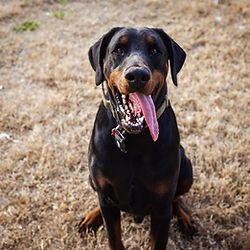 Black and tan Doberman sitting on dry grass for a photo shoot .