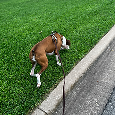 Dog sniffing grass on a loose leash walk near a curb.