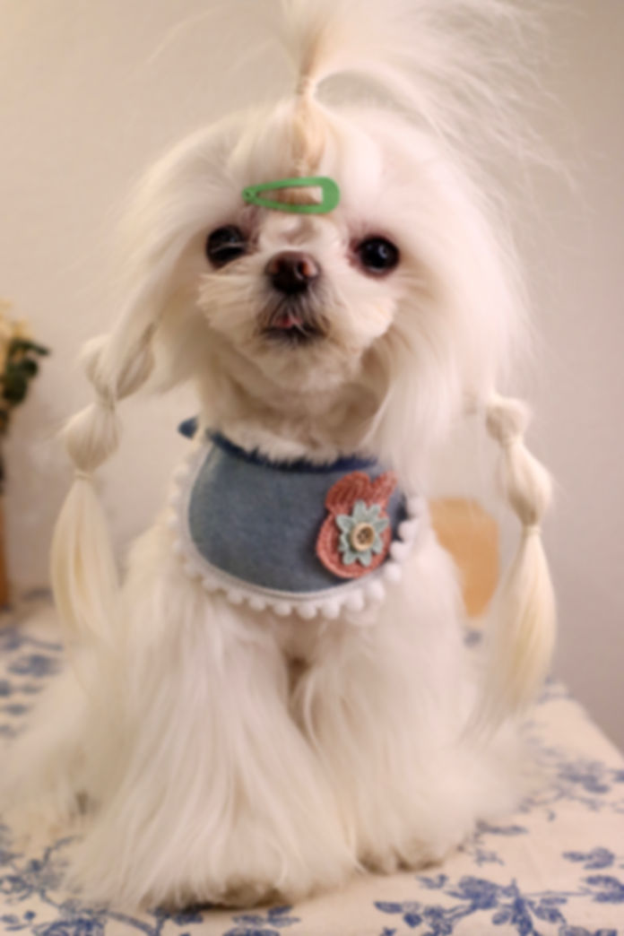 Lovable Pet Saliva Scarf Blue