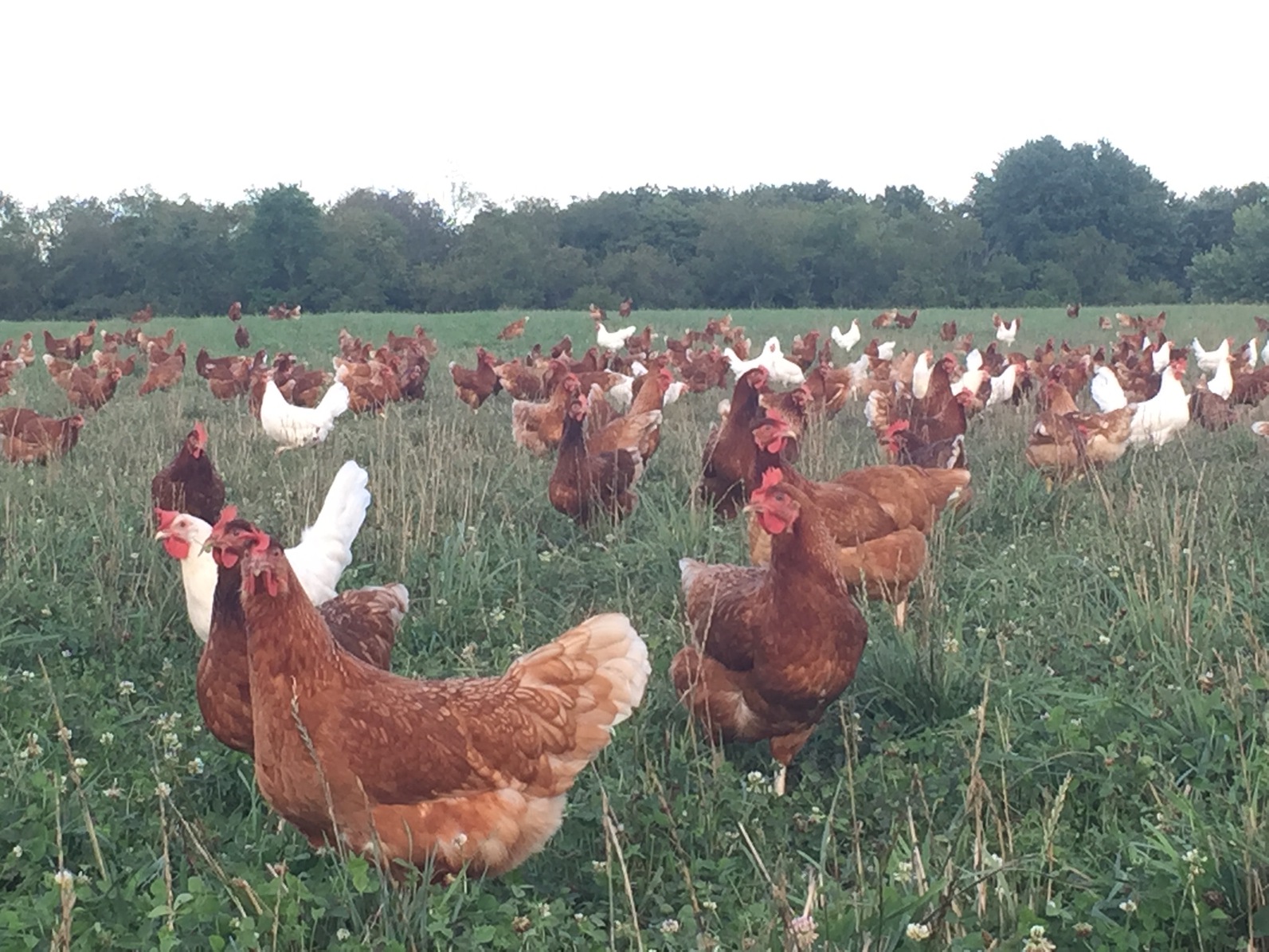 Brunty Farms I Pasture Raised Eggs Brunty farms i pasture raised eggs