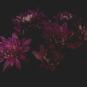 Purple Flowers Cluster