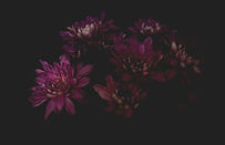 Purple Flowers Cluster